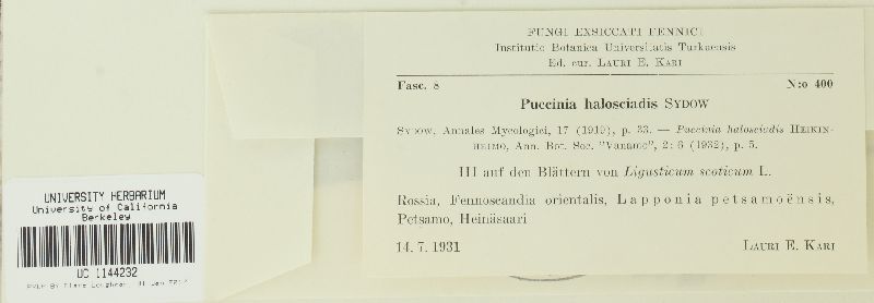 Puccinia halosciadis image