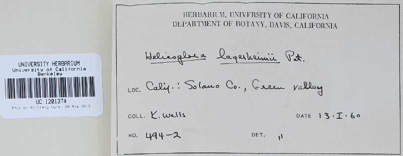 Helicogloea lagerheimii image