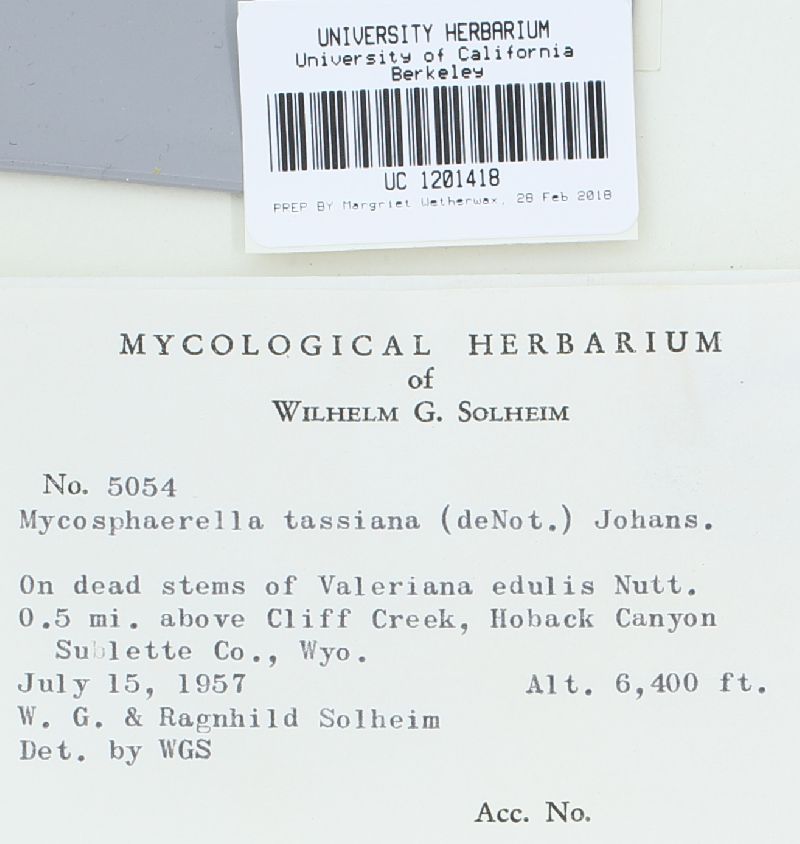 Mycosphaerella tassiana image