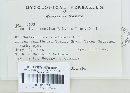 Puccinia recondita image