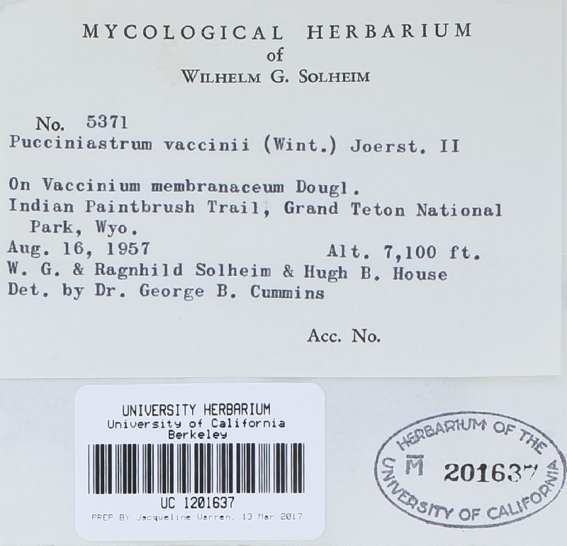 Naohidemyces image