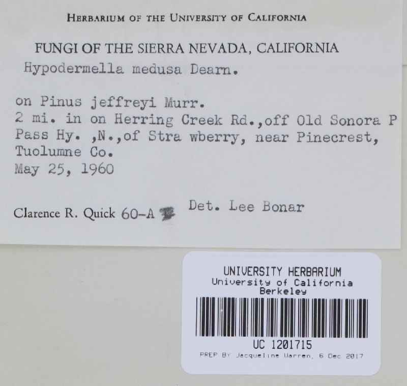 Davisomycella image