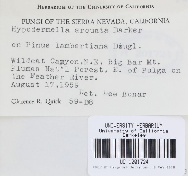 Lophodermella arcuata image