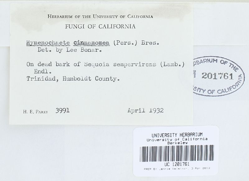 Hymenochaete cinnamomea image