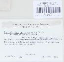 Coniothyrium pentastemonis image