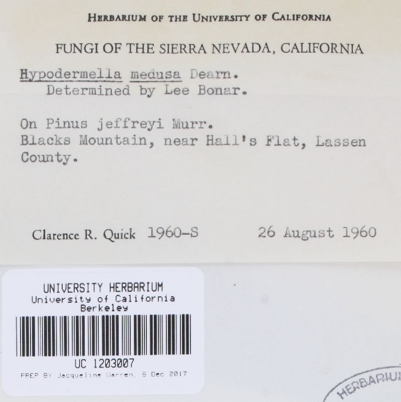 Davisomycella medusa image