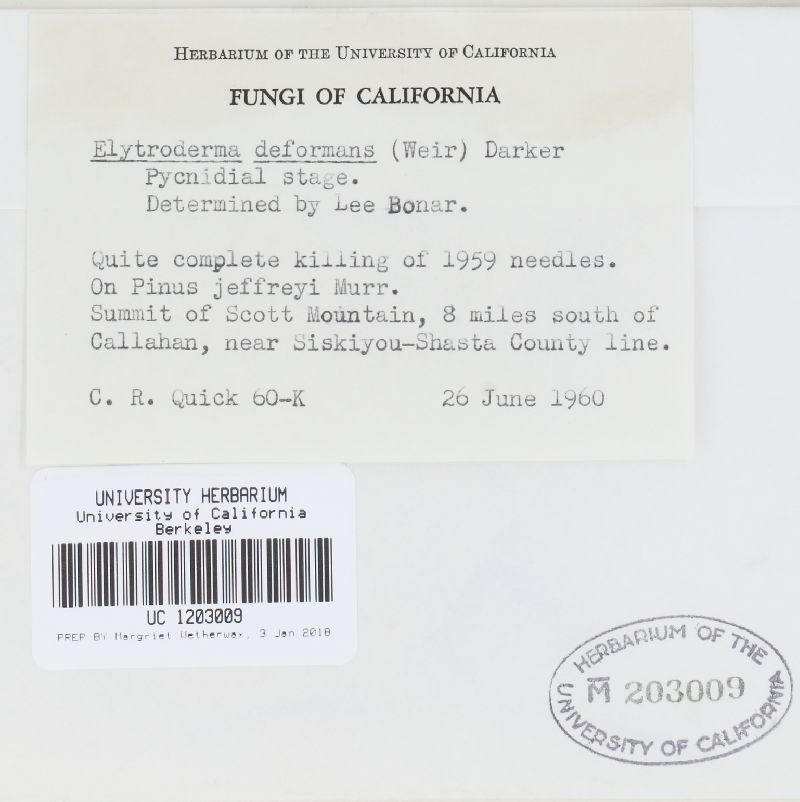 Elytroderma deformans image
