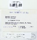 Puccinia recondita image