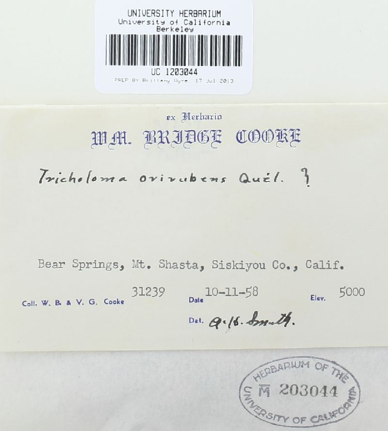 Tricholoma orirubens image
