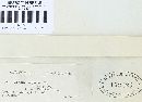 Gloeophyllum sepiarium image