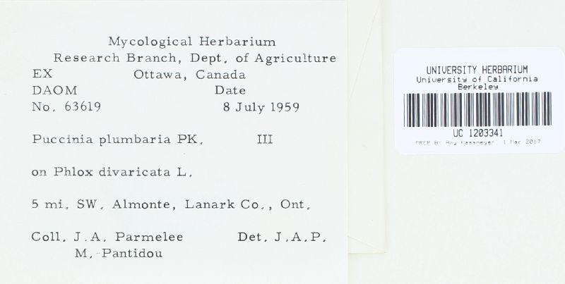 Puccinia plumbaria image
