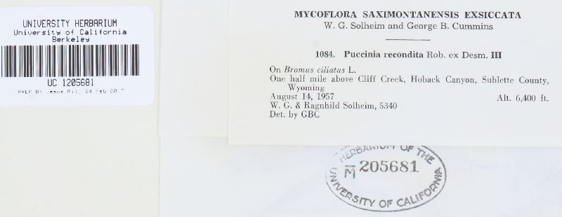 Puccinia rubigo-vera f. secalis image