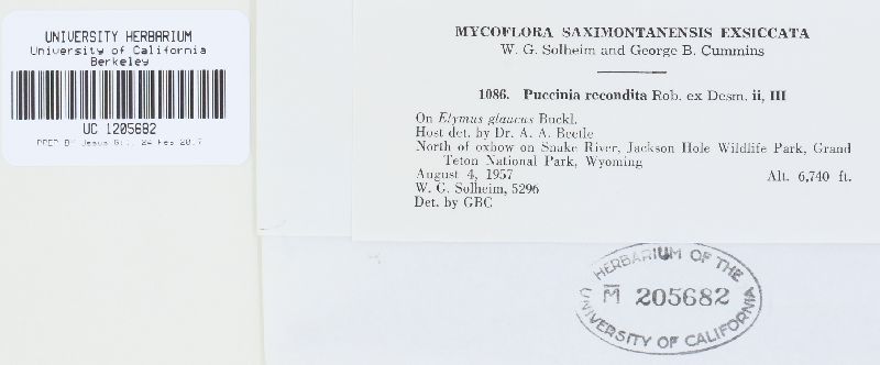 Puccinia rubigo-vera f. secalis image
