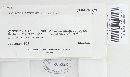 Trichaptum abietinum image