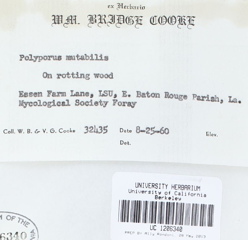 Microporellus obovatus image