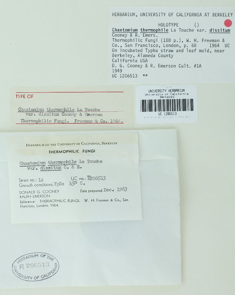 Chaetomium thermophilum var. dissitum image