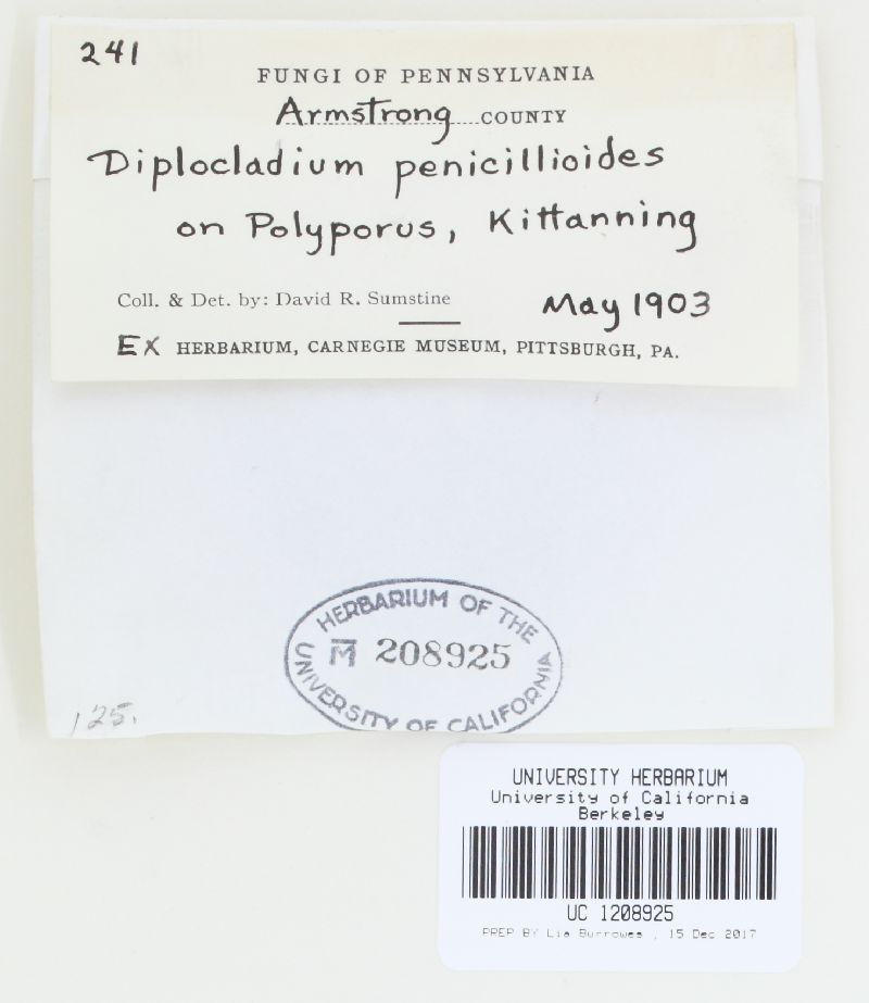 Diplocladium penicillioides image