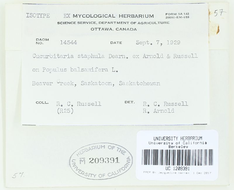 Cucurbitaria staphula image
