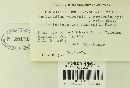 Exobasidium vaccinii image