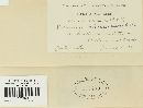 Puccinia malvacearum image