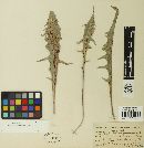 Puccinia hieracii image