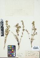 Puccinia intermixta image