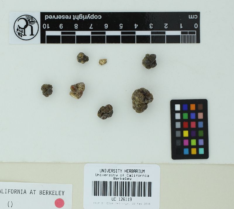 Tuber argenteum image