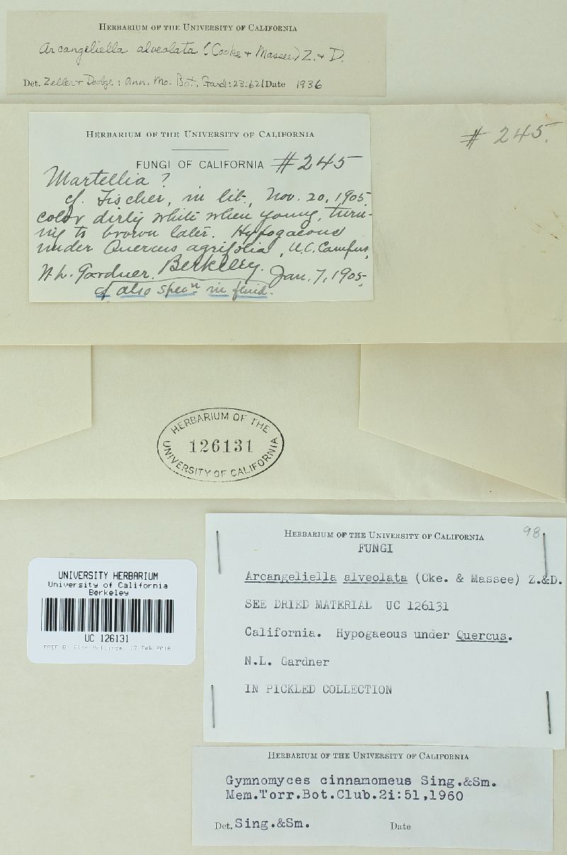 Gymnomyces cinnamomeus image