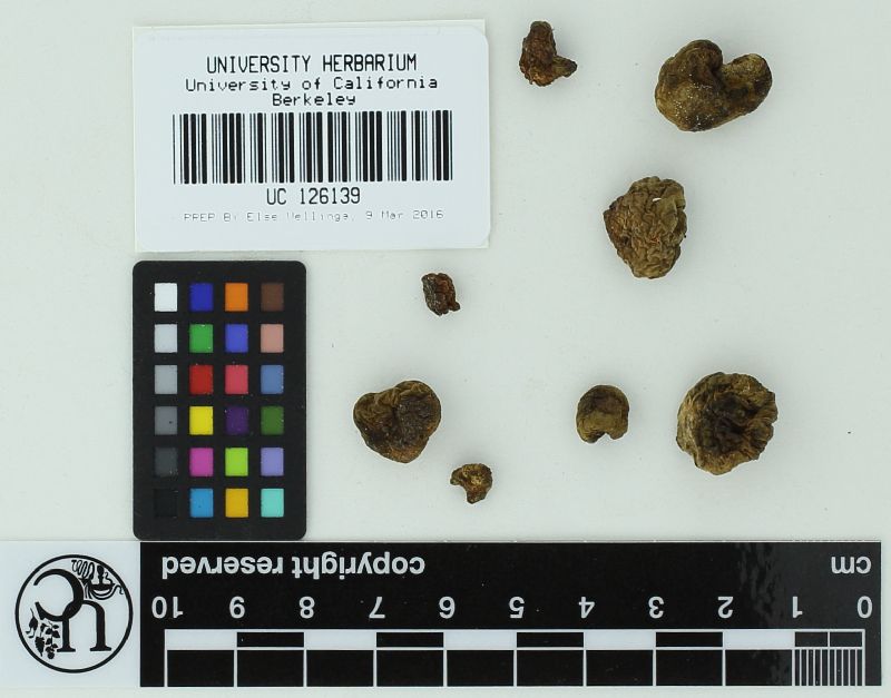 Chamonixia caudata image