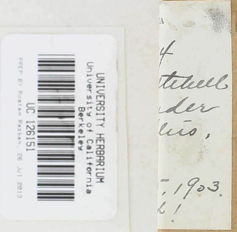 Setchelliogaster tenuipes image