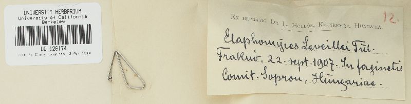 Elaphomyces leveillei image
