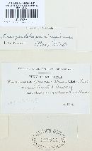 Tranzschelia pruni-spinosae image