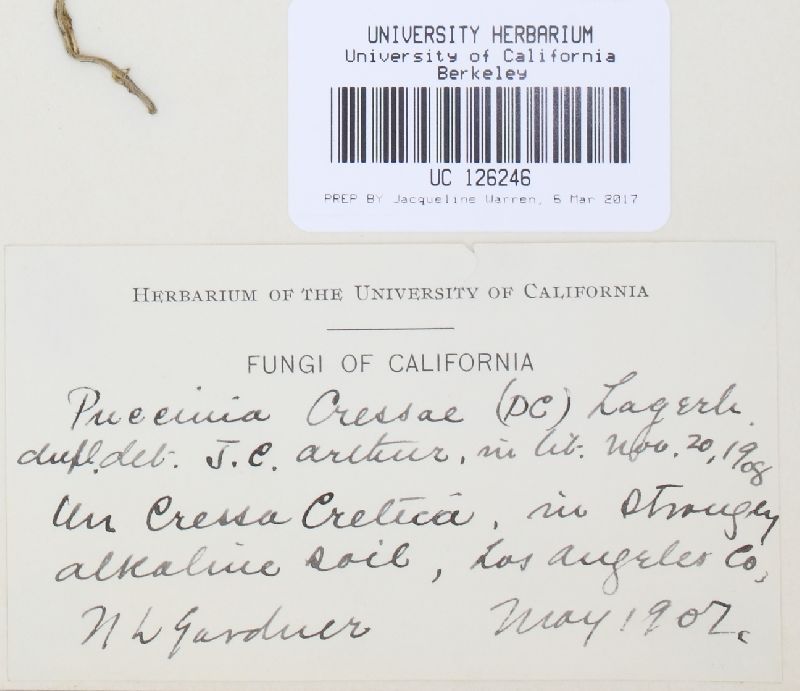 Puccinia tuyutensis image