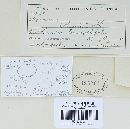 Puccinia recondita image