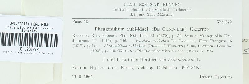 Phragmidium rubi-idaei image
