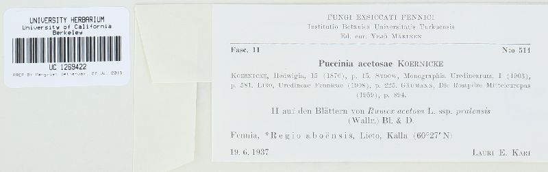 Puccinia acetosae image