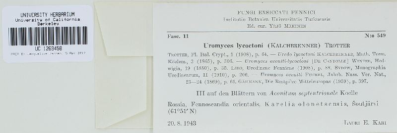 Uromyces dactylidis image