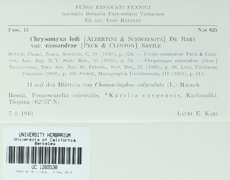 Chrysomyxa ledi image