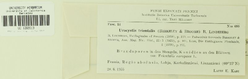 Urocystidaceae image