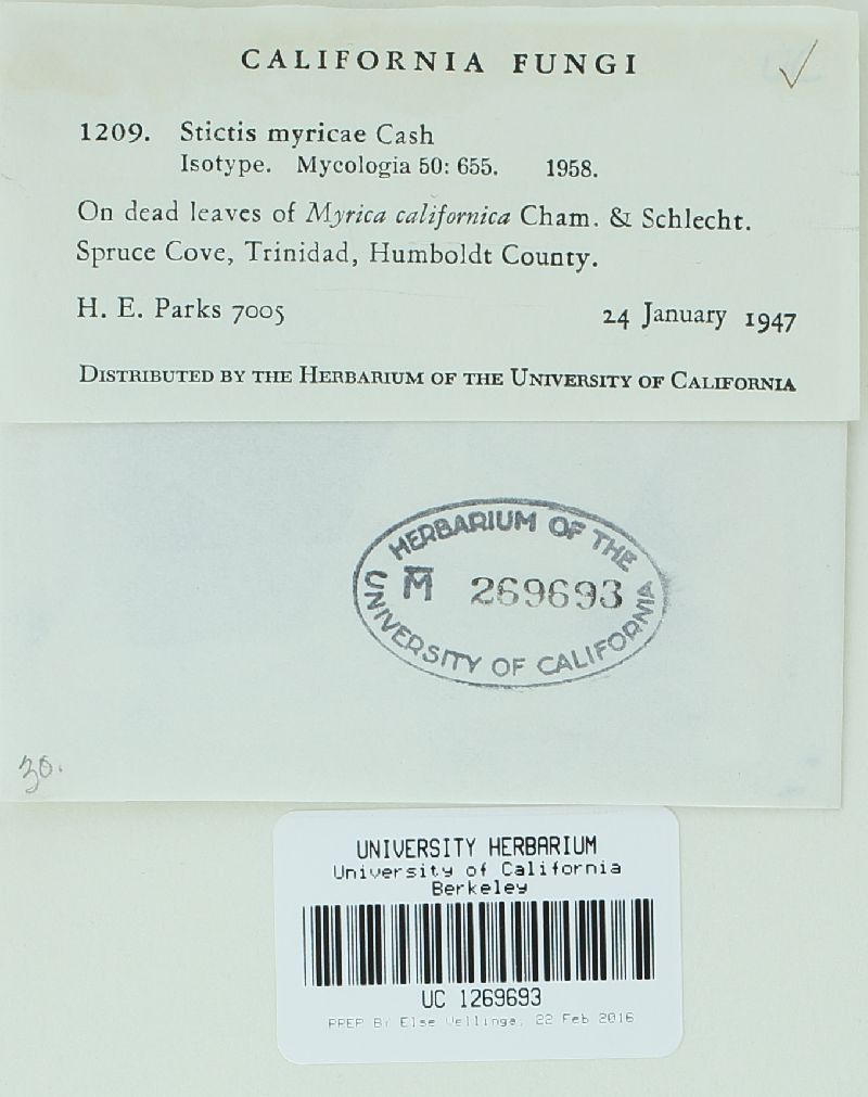 Stictis myricae image