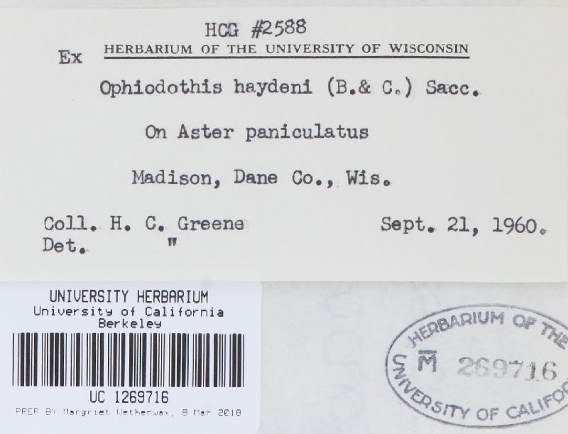 Guignardia haydenii image