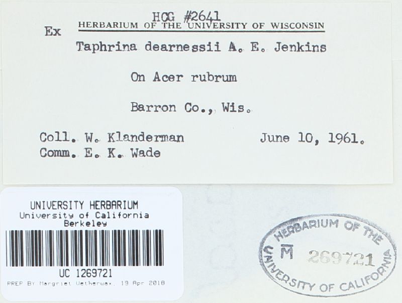 Taphrina dearnessii image