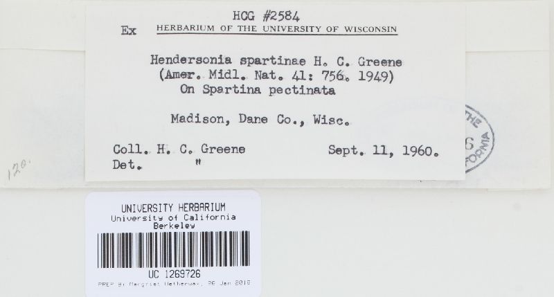 Hendersonia spartinae image