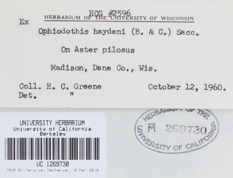 Guignardia haydenii image