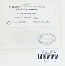 Hypomyces aurantius image