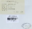 Puccinia tanaceti image