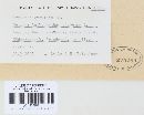 Blumeria graminis image