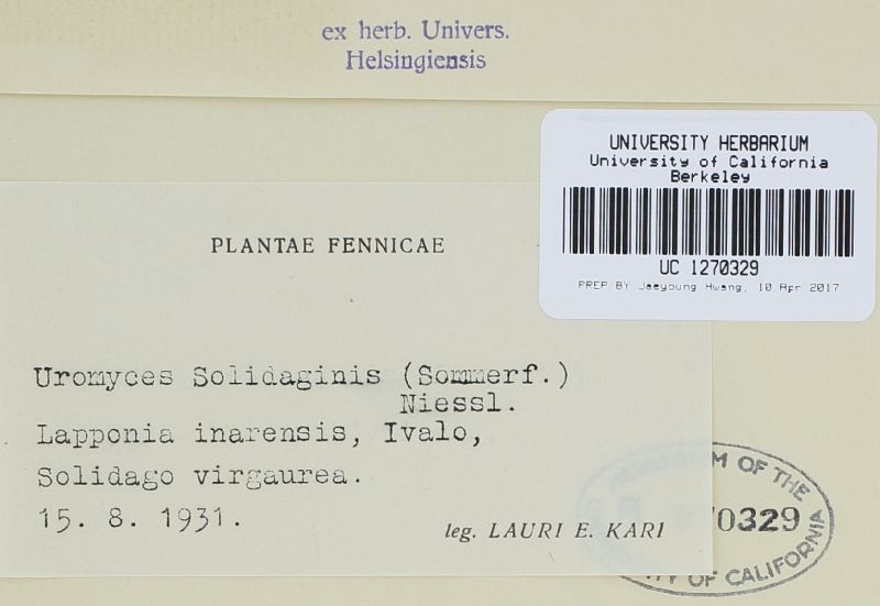Uromyces sommerfeltii image