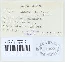 Uromyces inaequialtus image