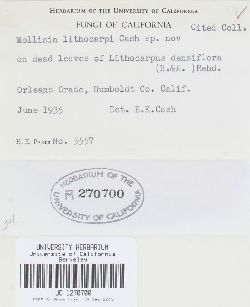 Mollisia lithocarpi image